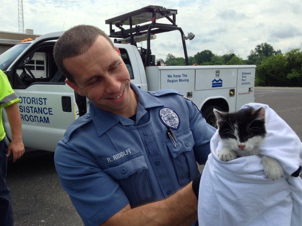 walt whitman cat rescued