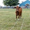 Cow Bingo for Fall Fest Cochranville