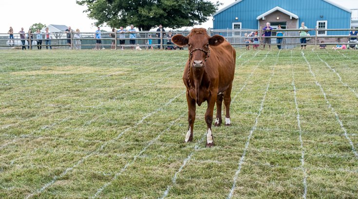Cow Bingo for Fall Fest Cochranville