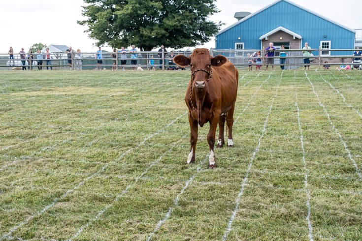 Cow Bingo for Fall Fest Cochranville