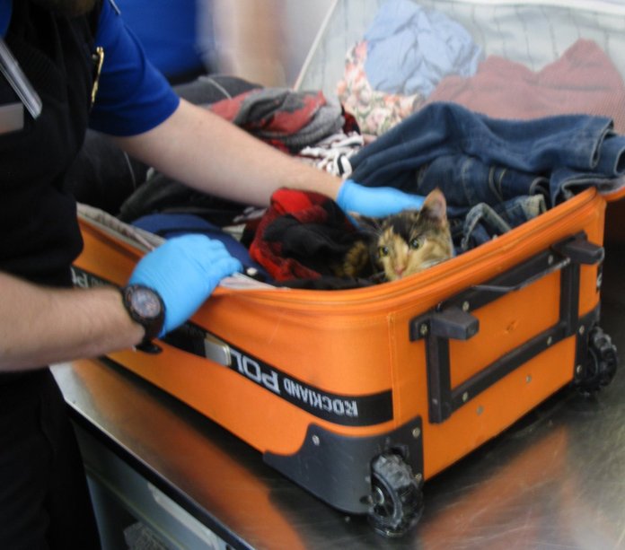 luggage with cats on them