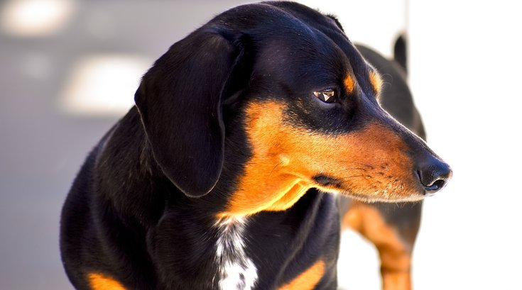 Lucky's Last Chance Great Wiener Dog Race happening in July