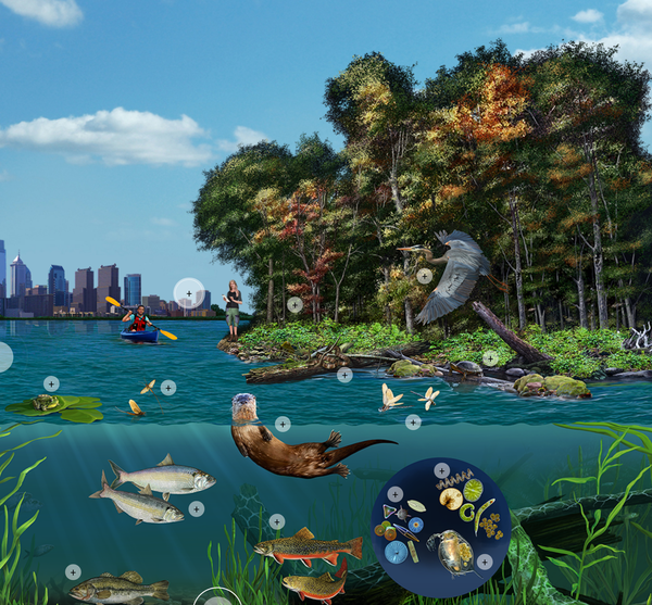 Limited - SWE Virtual Nature from Home