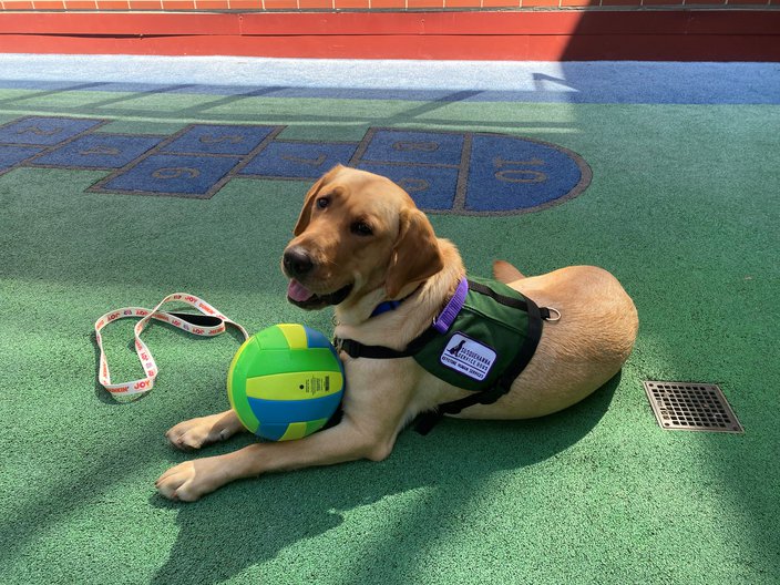 Meet Dilly, CHOP's first facility dog