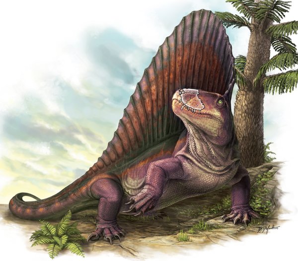 Dimetrodon_3