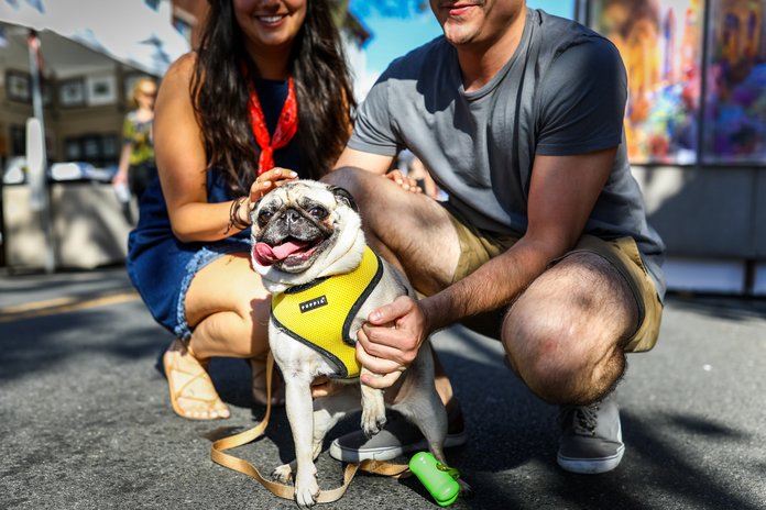 Dog Day Of Summer Pet Friendly Festival Taking Place In Manayunk This August Phillyvoice