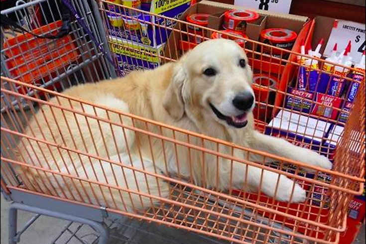 Dogs allowed store in home depot