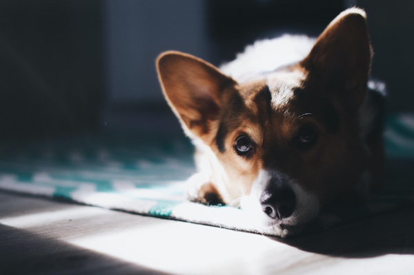 Dog lays on floor
