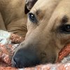 Dogs human emotion