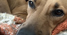 Dogs human emotion