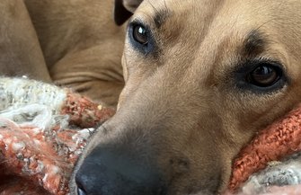 Dogs human emotion
