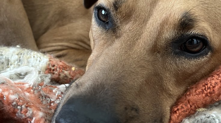 Dogs human emotion