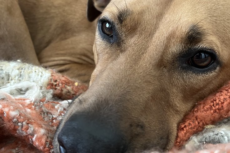 Dogs human emotion