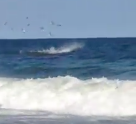 081016_DolphinShark