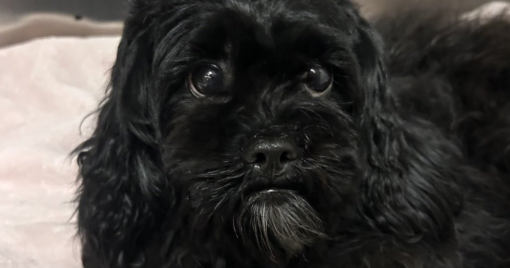Support Colomn Shih Tzu mix rescued from support beam for SEPTA's Market-Frankford ...