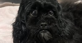 Dottie dog rescue septa