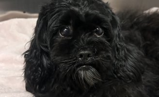 Dottie dog rescue septa