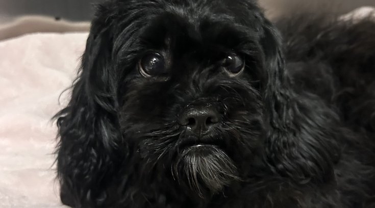 Dottie dog rescue septa