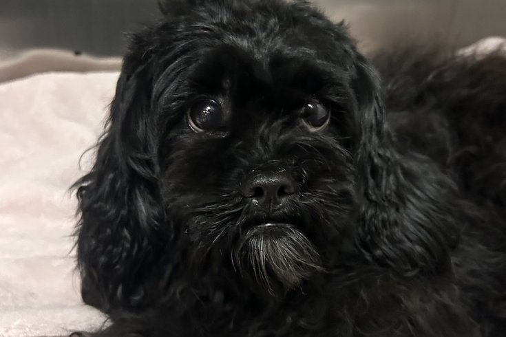 Dottie dog rescue septa