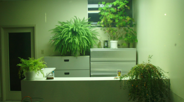 Drexel potted plants air