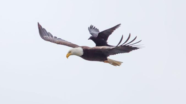 070215_EagleCrow