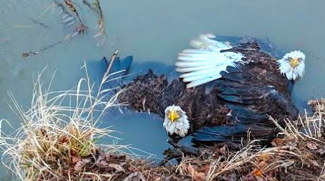 Bald Eagles Pennsylvania