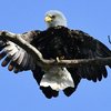 Bald Eagles Downingtown 1
