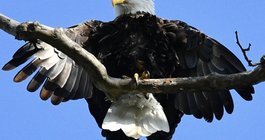 Bald Eagles Downingtown 1