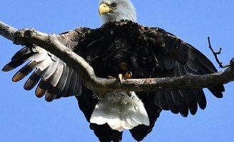 Bald Eagles Downingtown 1