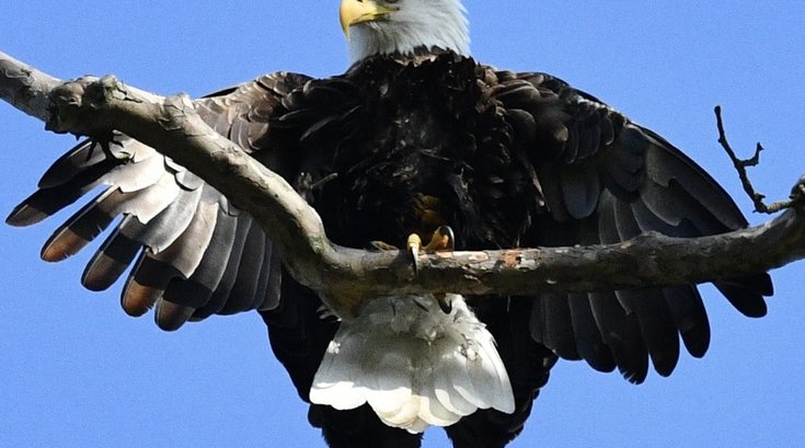 Bald Eagles Downingtown 1