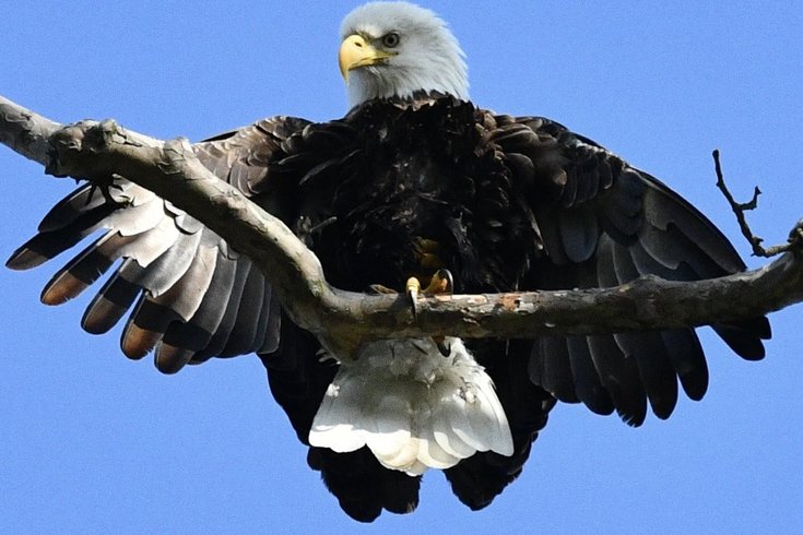 Bald Eagles Downingtown 1