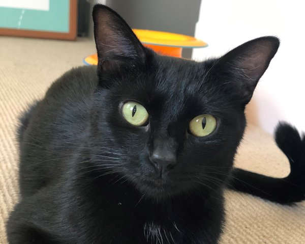 Pet of the Week: Effie