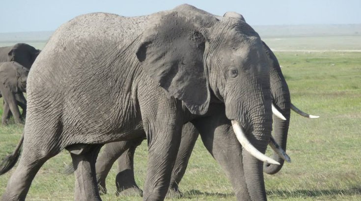04102015_Elephant