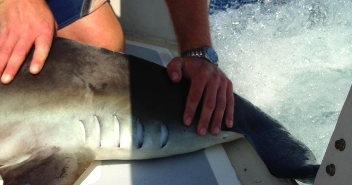 Hammerhead shark swimming along Jersey coast visits Belmar, Lavalette ...