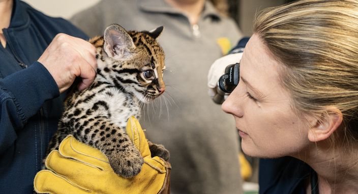 Elmwood Park Zoo ocelot