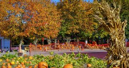 FF_DSC09739_GiamareseFarms_MS_1200x800.jpg