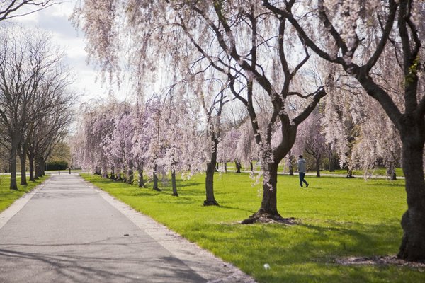 Cherry Blossom festival