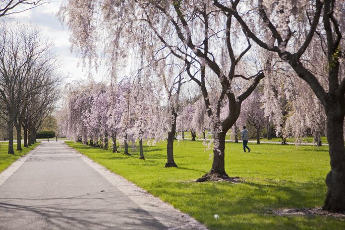 Enjoy Picturesque Views Of Cherry Blossoms At This Springtime Race In Fairmount Park Phillyvoice