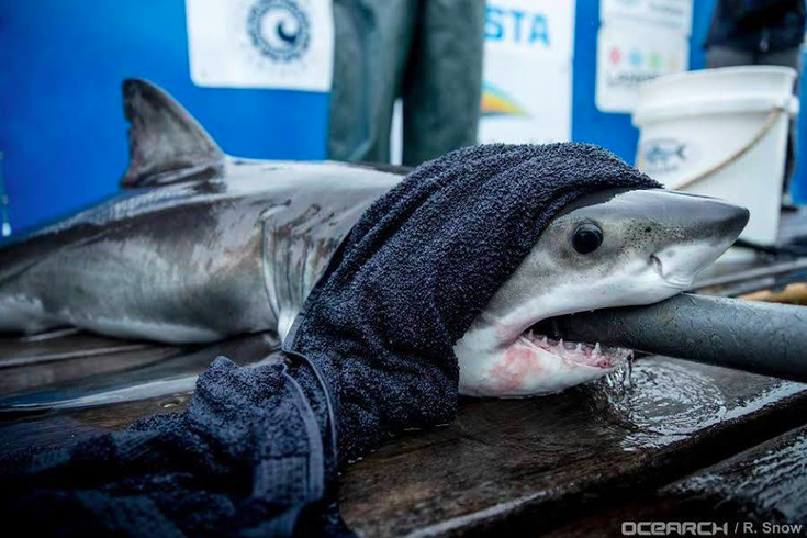 12-Foot Great White Shark Located Off New Jersey