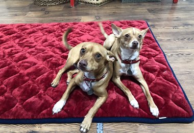 Pet of the Week: Fish and Chips