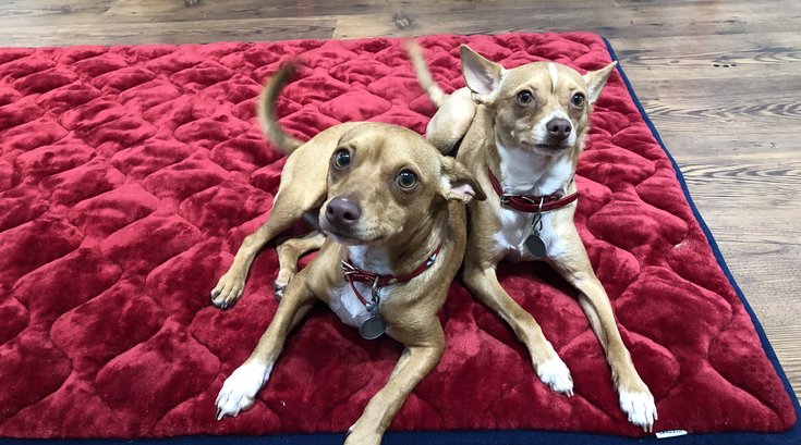 Pet of the Week: Fish and Chips