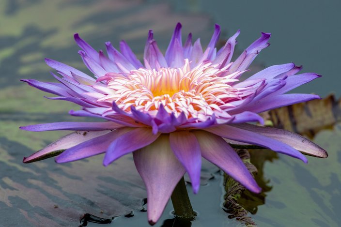 Foxfire water lily