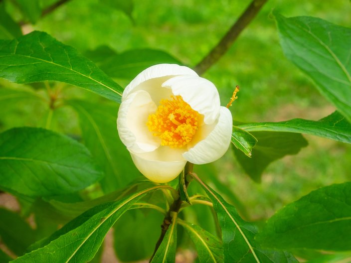 Franklinia Blossom