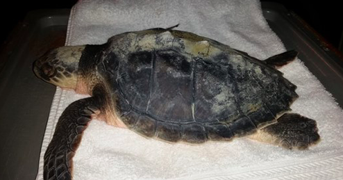 Frozen sea turtles washing up on Jersey Shore may not be dead | PhillyVoice