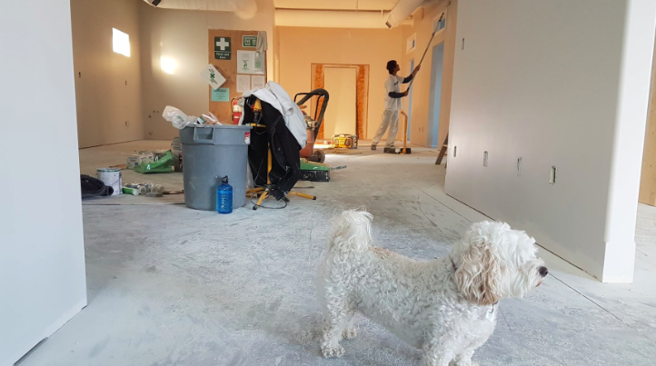 Dog standing in a room being remodeled
