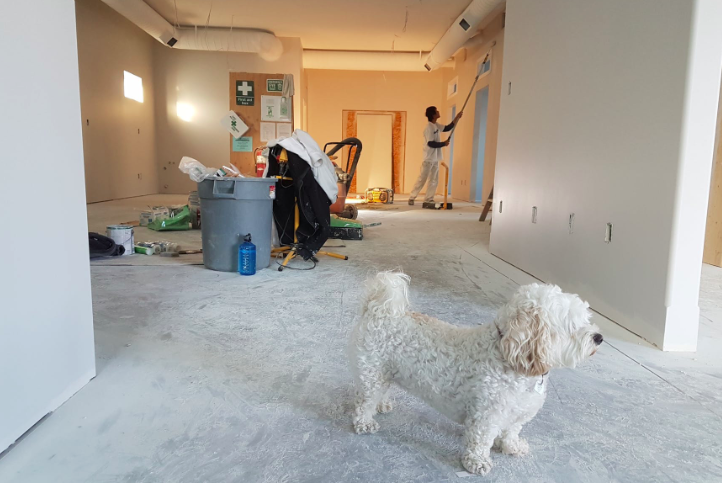 Dog standing in a room being remodeled