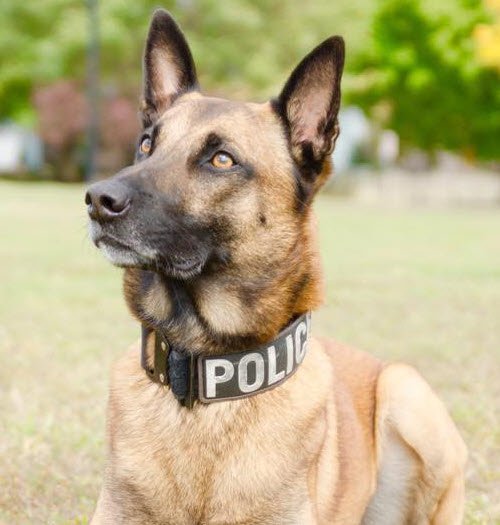 Gloucester Twp K9