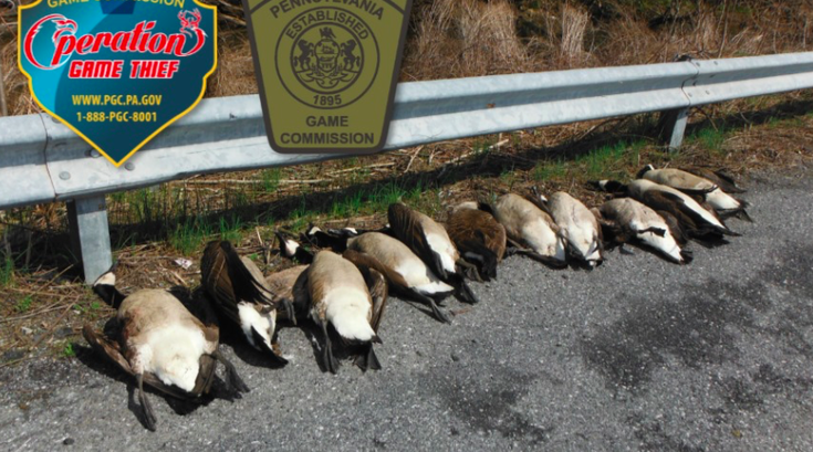 Game Commission Geese