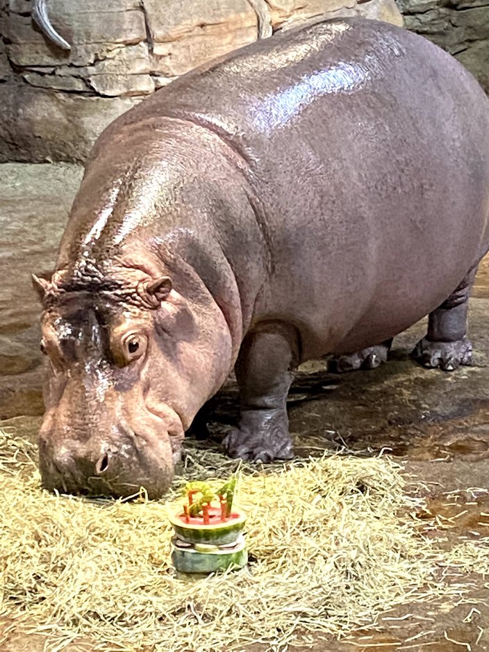 Genny-Hippo-Watermelon.jpg