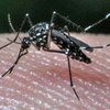 Germantown west nile mosquito